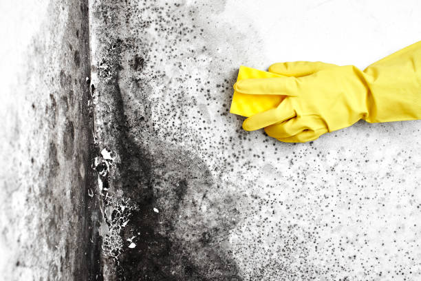 Best Black Mold Removal  in Sherwood, OH