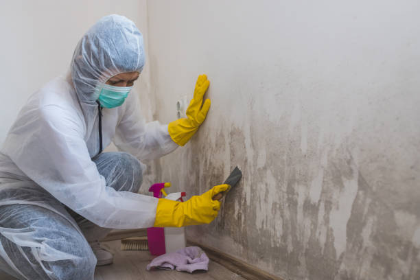 Best Mold Testing and Removal  in Sherwood, OH