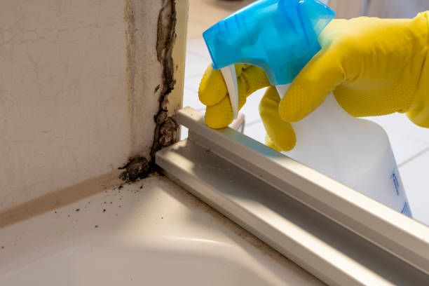Best Best Mold Removal Companies  in Sherwood, OH