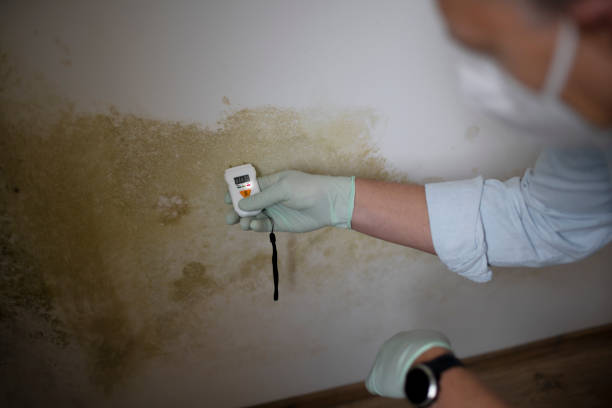 Home Mold Removal in Sherwood, OH