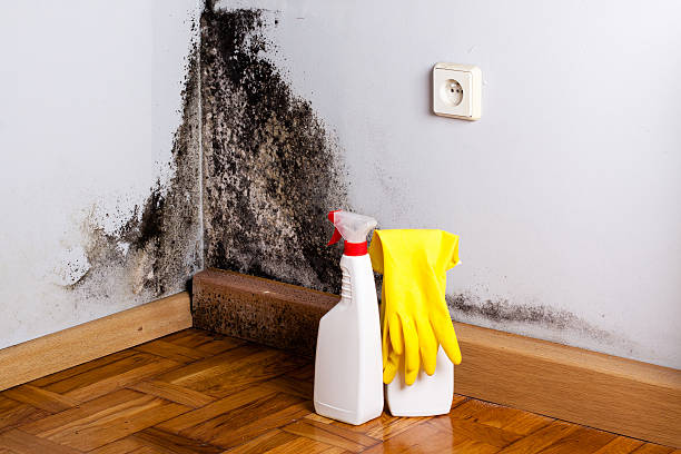 Best Certified Mold Removal  in Sherwood, OH