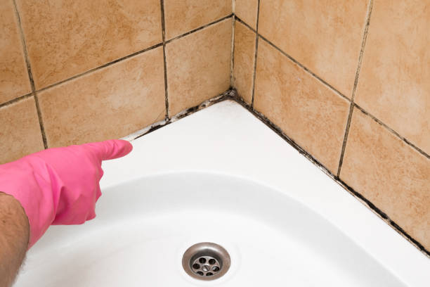 Best Home Mold Removal  in Sherwood, OH
