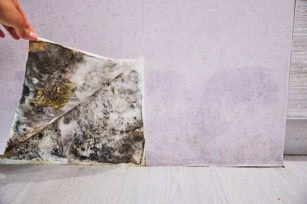 Best Best Mold Removal Companies  in Sherwood, OH